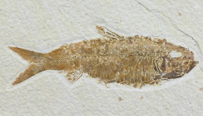 Detailed, Knightia Fossil Fish - Wyoming #78308